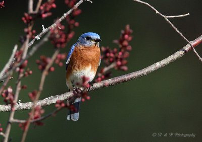 Male Eastern Bluebird pb.jpg