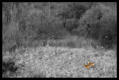 Deers in the wood DSC_9346b.jpg