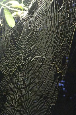 A giant spider net by the lamp post