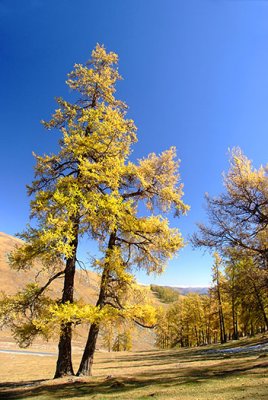 Yellowing pine trees!!