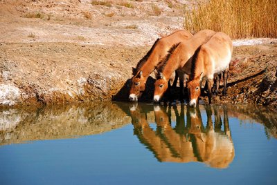 wild Przewalski's horses - endangered species (click to read more)