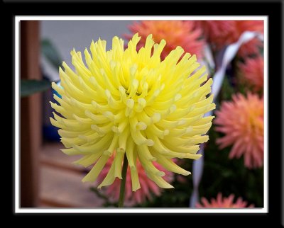 B Wilson seedling Skagit Valley .jpg