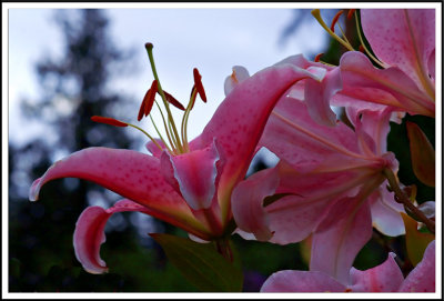 Lilies 2188-08-2.jpg