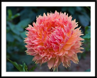 Lakeview Peach Fuzz 2164-08-2.jpg