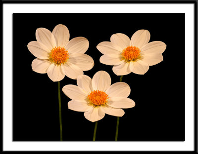 3-single-Howard-seedling.jpg