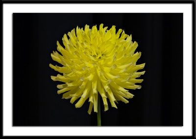 BB-C-Y-best-seedling.jpg