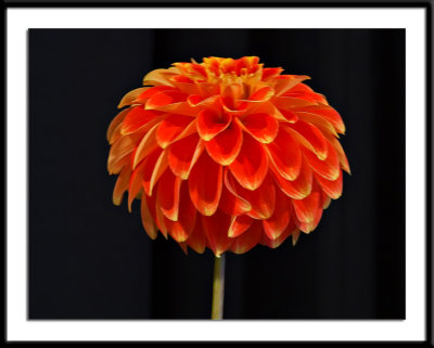 Cut-Flower-seedling.jpg