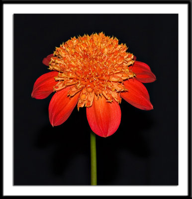 Eileen-C-anemone.jpg