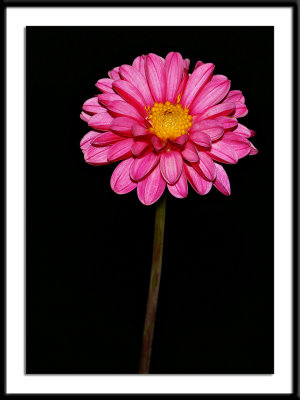 Elvira-peony.jpg