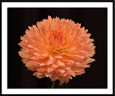 Lakeview-Peach-Fuzz.jpg