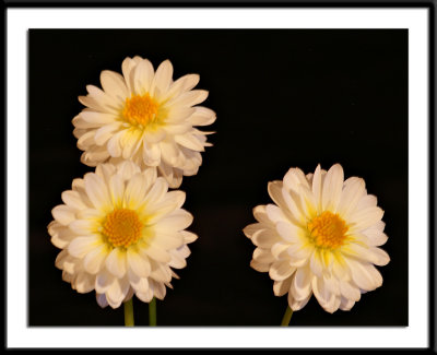 peony--Jacs-Kyle.jpg