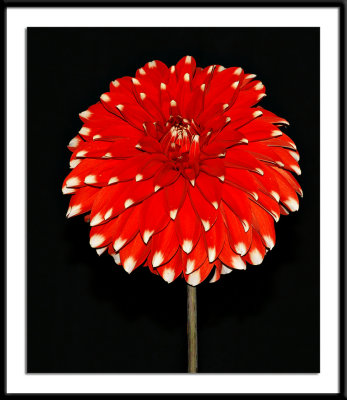 Skipley-Spot--Bicolor.jpg