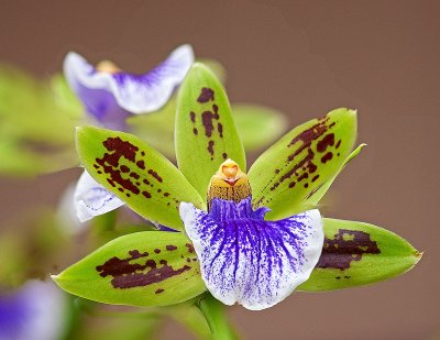 Orchid-x-2-10.jpg