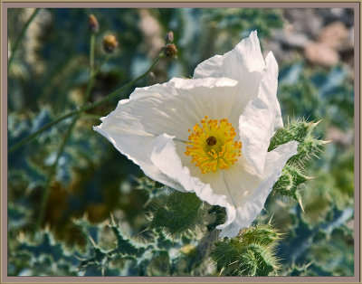 Desert wildflower 9704.jpg