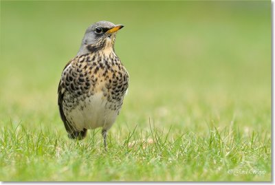 kramsvogel - fieldfare - Turdus pilaris