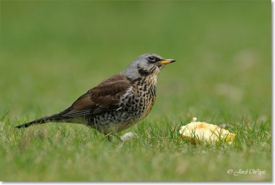kramsvogel_DSC_7043.JPG
