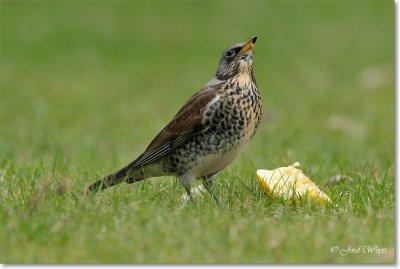 kramsvogel_DSC_7082.JPG