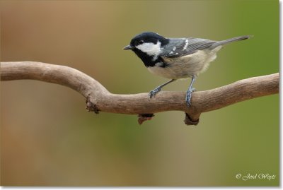zwarte mees - Coal tit - Parus Ater