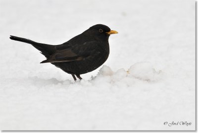 sneeuw_DSC_4757.JPG