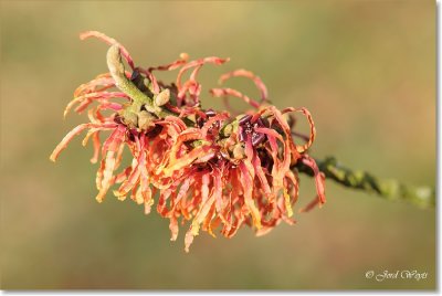 Arboretum Kalmthout_Hamamelis_DSC_6670.JPG