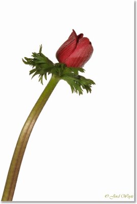 anemone_DSC_8375.JPG
