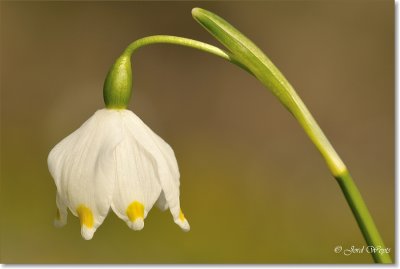 lentjeklokje_DSC_8464.JPG