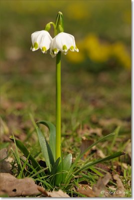 macro_DSC_8215.JPG