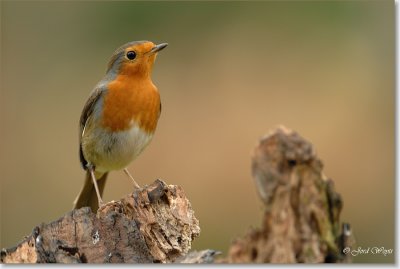 roodborst_DSC_0002.JPG