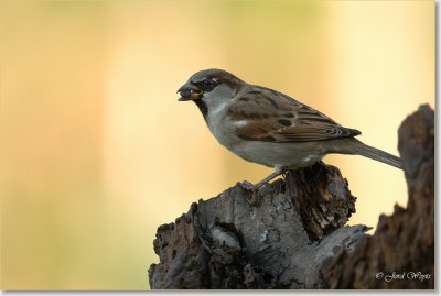 huismus_DSC_0049.JPG