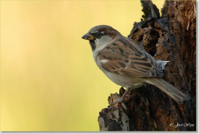 huismus_DSC_0075.JPG