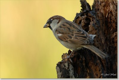 huismus_DSC_0076.JPG