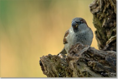 huismus_DSC_0106.JPG