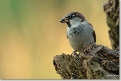 huismus_DSC_0109.JPG