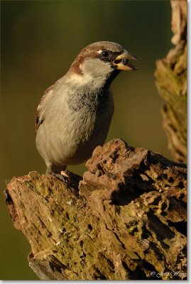 huismus_DSC_0011.JPG