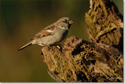 huismus_DSC_0029.JPG
