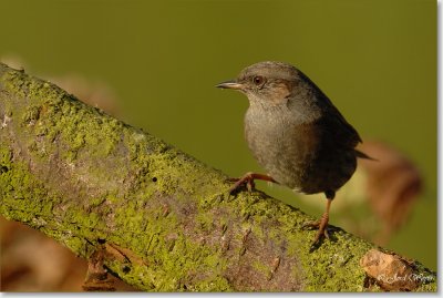 Heggemus - Dunnock - Prunella modularisa