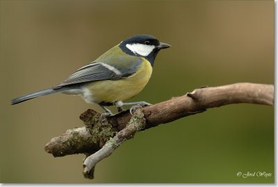 koolmees_DSC_0068.JPG