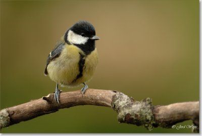 koolmees_DSC_0088b.JPG