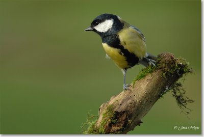 koolmees_DSC_0084c.JPG