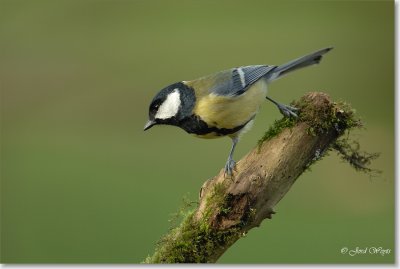 koolmees_DSC_0089b.JPG