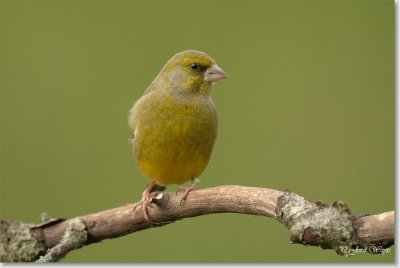 groenling_DSC_0085.JPG
