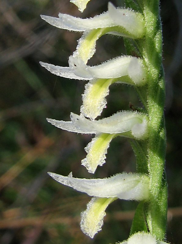 Spiranthes longilabris