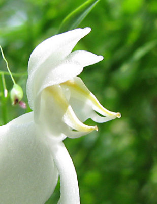Platanthera integrilabia - Monkey Face Orchid
