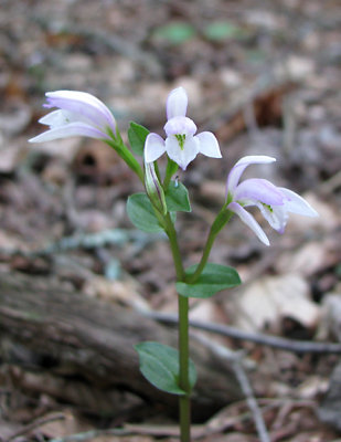 Triphora trianthophora
