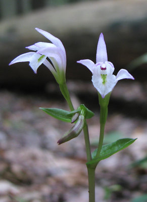 Triphora trianthophora