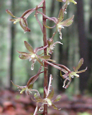 Tipularia discolor - Crane-fly Orchid
