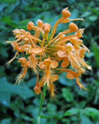 Platanthera ciliaris - Yellow Fringed Orchid