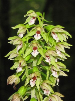 Epipactis helleborine