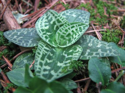 Goodyera repens - leaves