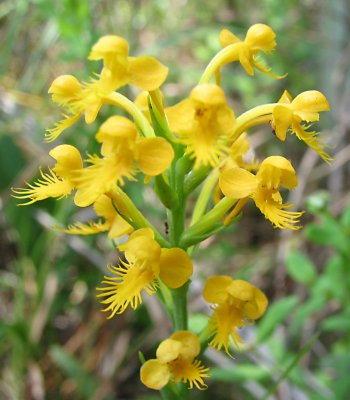 Platanthera cristata - Crested Fringed Orchid